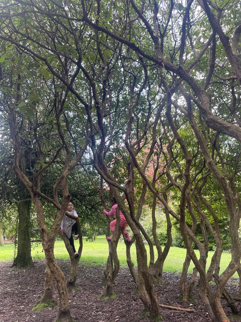 Woodland environment used for Sticks and Worms Nature Network sessions